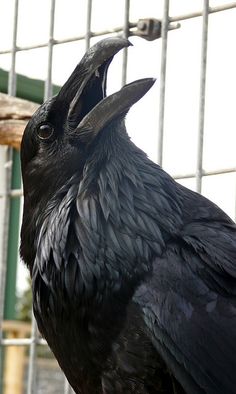 a close up of a black bird near a caged in area with a tree branch