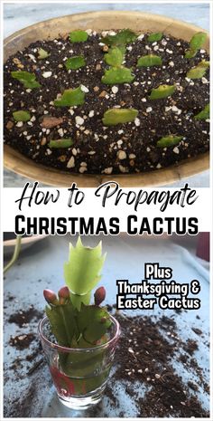 how to propane christmas cactus plants in a glass vase