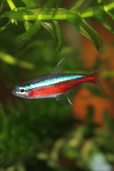 a red and blue fish swimming in an aquarium