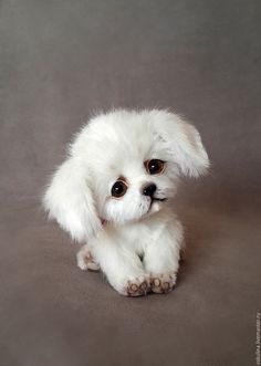 a small white dog sitting on top of a gray floor