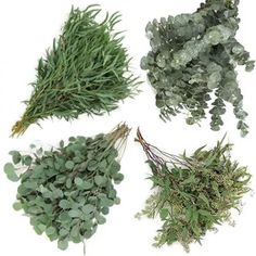 four different types of plants on a white background