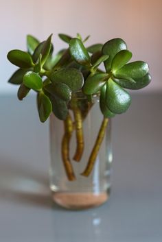 a glass vase filled with green plants on top of a table