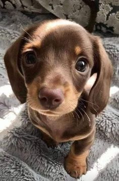 a brown dog is looking up at the camera and there are pictures of dogs on it