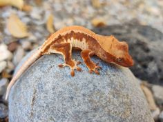 a small gecko sitting on top of a rock