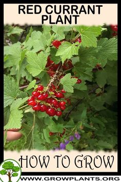 red currans are growing on the bush with green leaves