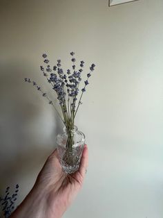 a hand holding a glass vase with lavender flowers in it, against a white wall