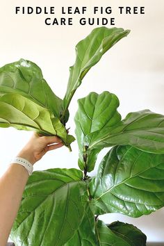 the fiddle leaf fig tree care guide is being held up by a woman's hand