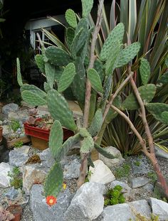 there is a cactus in the middle of some rocks