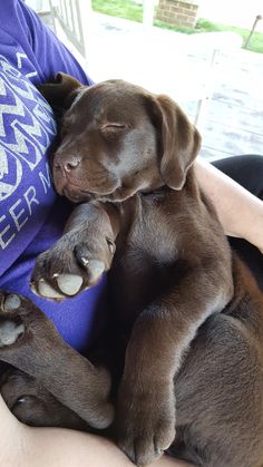 a person holding a brown puppy in their lap