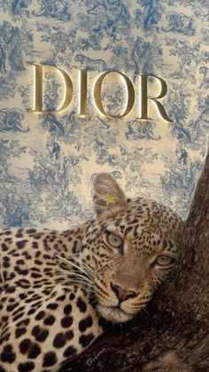 a leopard laying on top of a tree next to a sign that says dior