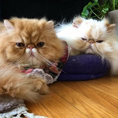 two fluffy cats laying on top of a purple pillow next to a potted plant