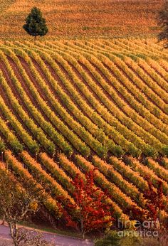 an aerial view of a vineyard with trees in the foreground and autumn foliage on the other side