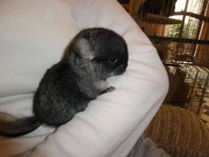 a small animal sitting on top of a white pillow