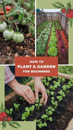 Collage of gardening images for beginners: green tomatoes with dew, a vegetable garden with leafy greens, and hands planting seedlings in soil.