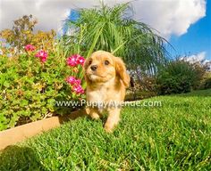 a small dog is walking in the grass near some plants and flowers on a sunny day