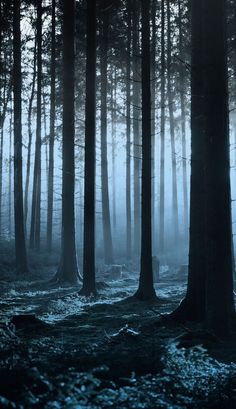 a dark forest filled with lots of tall trees