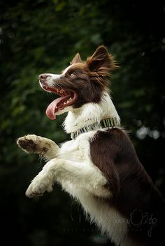 a brown and white dog jumping in the air