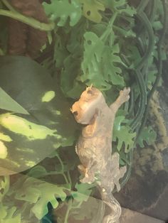 a glass figurine is sitting on top of some plants and leaves in front of a window