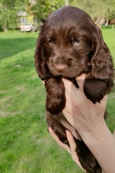 a person holding a puppy in their hand