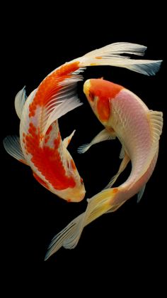 two orange and white koi fish swimming together