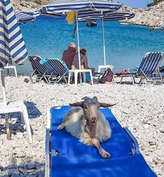 a goat laying on top of a blue mat next to chairs and umbrellas at the beach