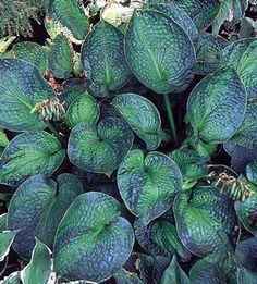 a close up of many green leaves on a plant in the ground with other plants behind it