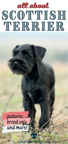 a small black dog standing on top of a grass covered field with the words all about scottish terrier