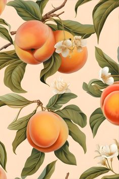 design with illustration of peaches and peach flowers Peach Reference, Peach Aesthetic Vintage, Peaches Drawing, Vintage Fruit Wallpaper, Peaches Wallpaper, Peaches Aesthetic, Peach Tree Illustration, Wallpaper Oranges Fruit