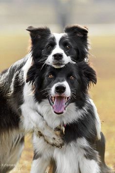 two black and white dogs playing in the grass with eachother's mouth open