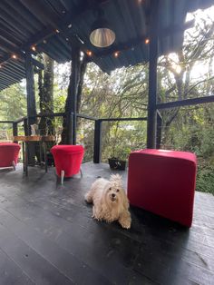 a white dog sitting on top of a wooden floor next to red chairs and tables