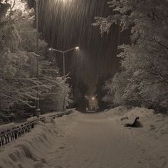 a snow covered street at night with the lights on and trees in the foreground