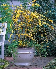 a potted plant with yellow flowers sitting on a brick patio next to a white chair