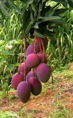 some purple fruit hanging from a tree in the middle of a field with green grass