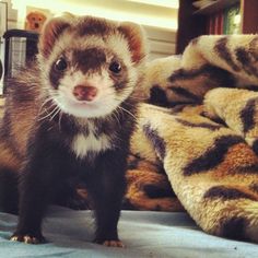 a ferret standing on top of a bed next to a blanket