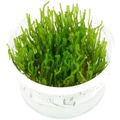 green plants in a clear bowl on a white background