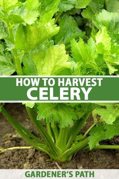 how to harvest celery from the garden's path