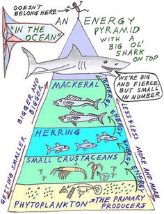 a pyramid with different types of sharks and other marine animals on the bottom, labeled in words