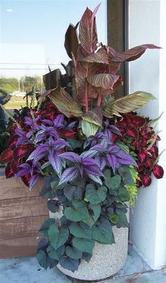 a potted plant with purple and green leaves on the outside of a house door