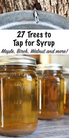 jars filled with maple syrup sitting on top of a wooden table next to a tree