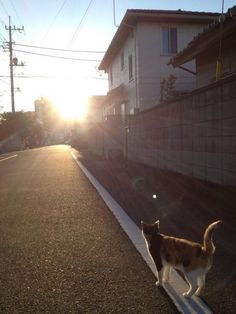 a cat is walking down the street at sunset