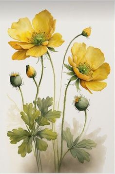 three yellow flowers with green leaves on a white background in watercolor and pen and ink