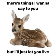 a baby deer laying down with the caption, there's things i wanna say to you but i'll just let you live