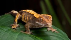 a small lizard sitting on top of a green leaf