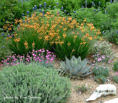 a garden filled with lots of different types of flowers