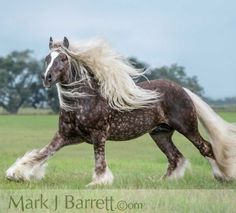 a brown and white horse with long hair running in the grass