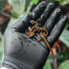 a lizard is sitting on the palm of a person's hand wearing black gloves