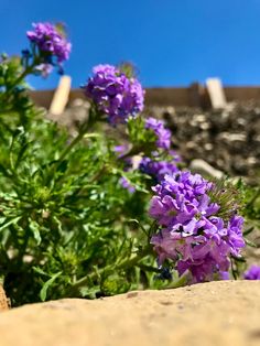 some purple flowers are growing out of the rocks