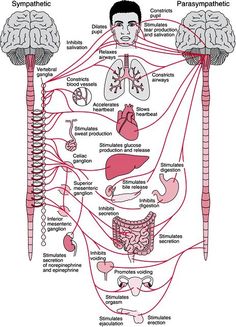 diagram of the human nervous system with labels and pictures on it, labeled in red