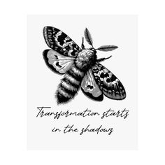 a black and white drawing of a moth with the words, transportation starts in the shadows