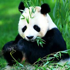 a panda bear sitting in the grass eating bamboo